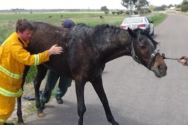 Horse rescued from drain at Jervois