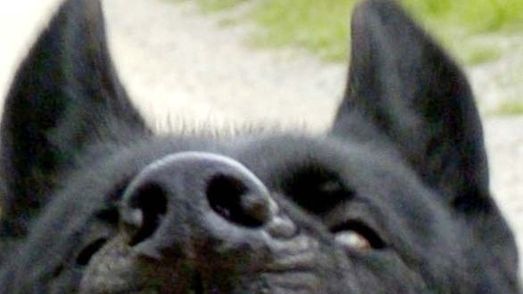 Close up of snarling black dog