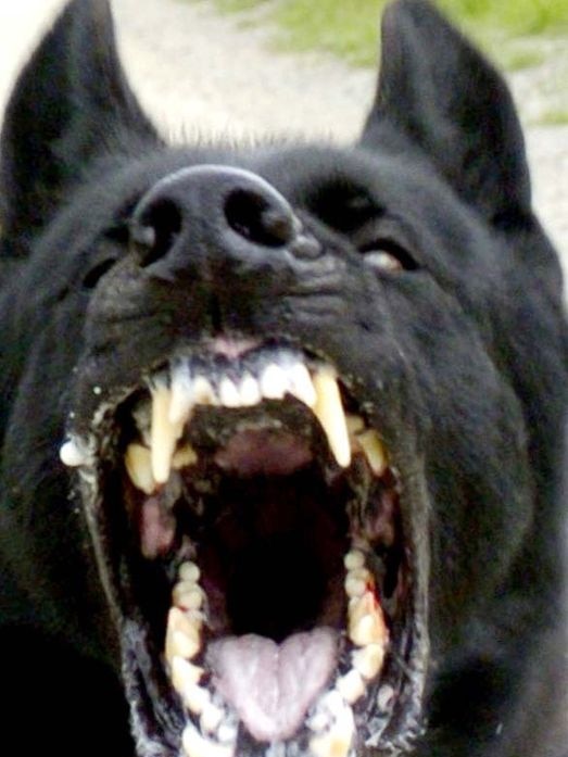 Close up of snarling black dog