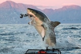 A great white shark captures prey while jumping out of the ocean, in front of a dusky mountain background.