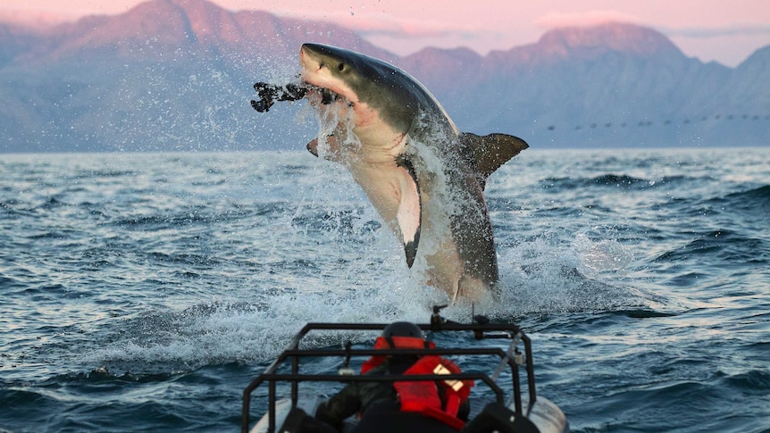 A great white shark captures prey while jumping out of the ocean, in front of a dusky mountain background.