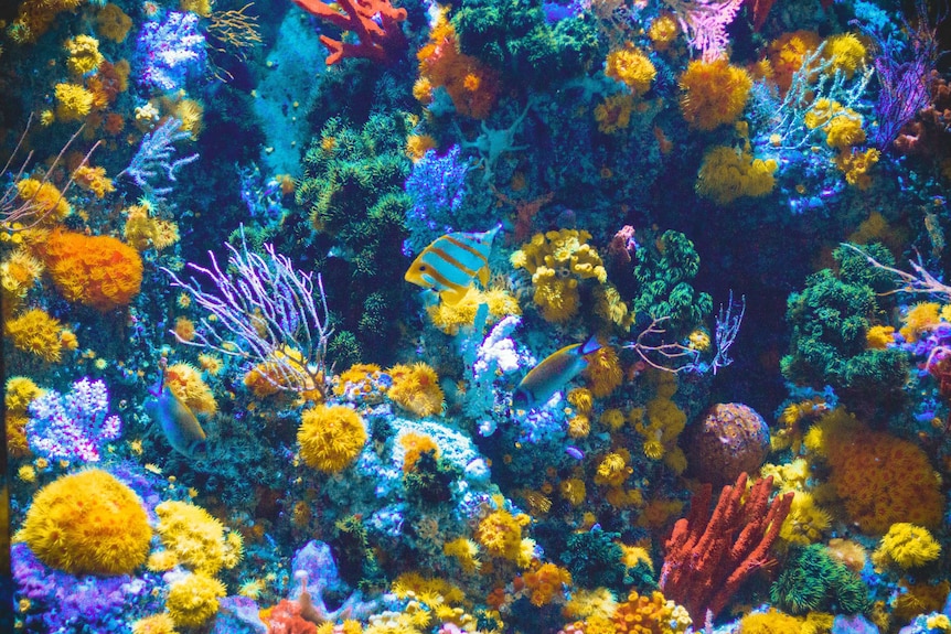 Fish float in front of bright coloured coral in a tank.