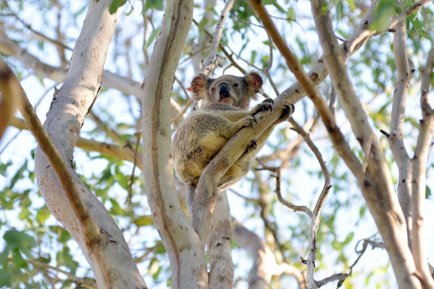 Koala in tree with tag on ear