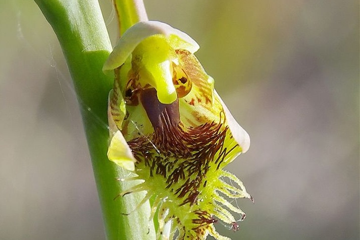 The Copper Beard Orchid