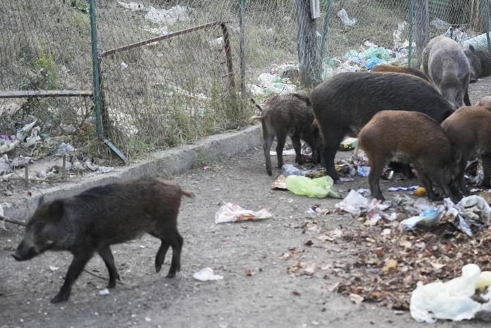 brown wild boars forage through broken rubbish bags for food spilling its contents over a footpath 