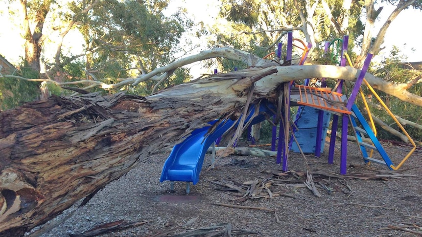 A fallen tree crushed playground equipment at Urrbrae in Adelaide.