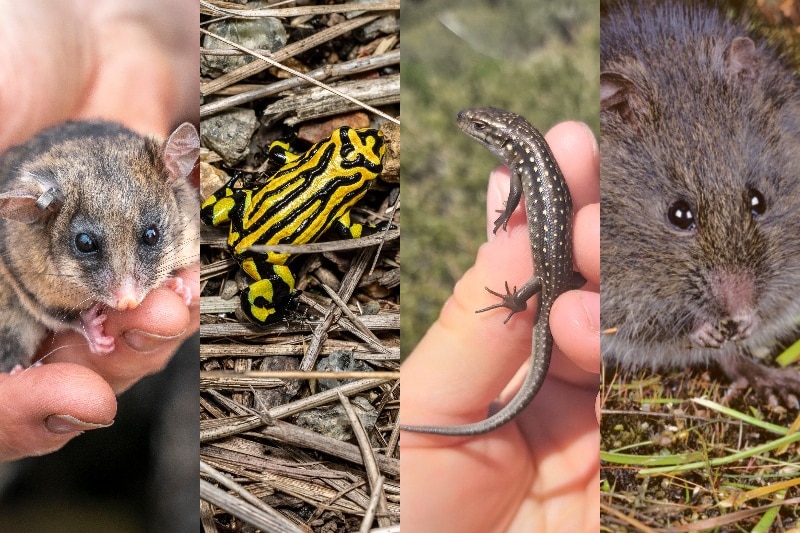 a collage of threatened species, with a possum on the left, a frog, a lizard and a rat