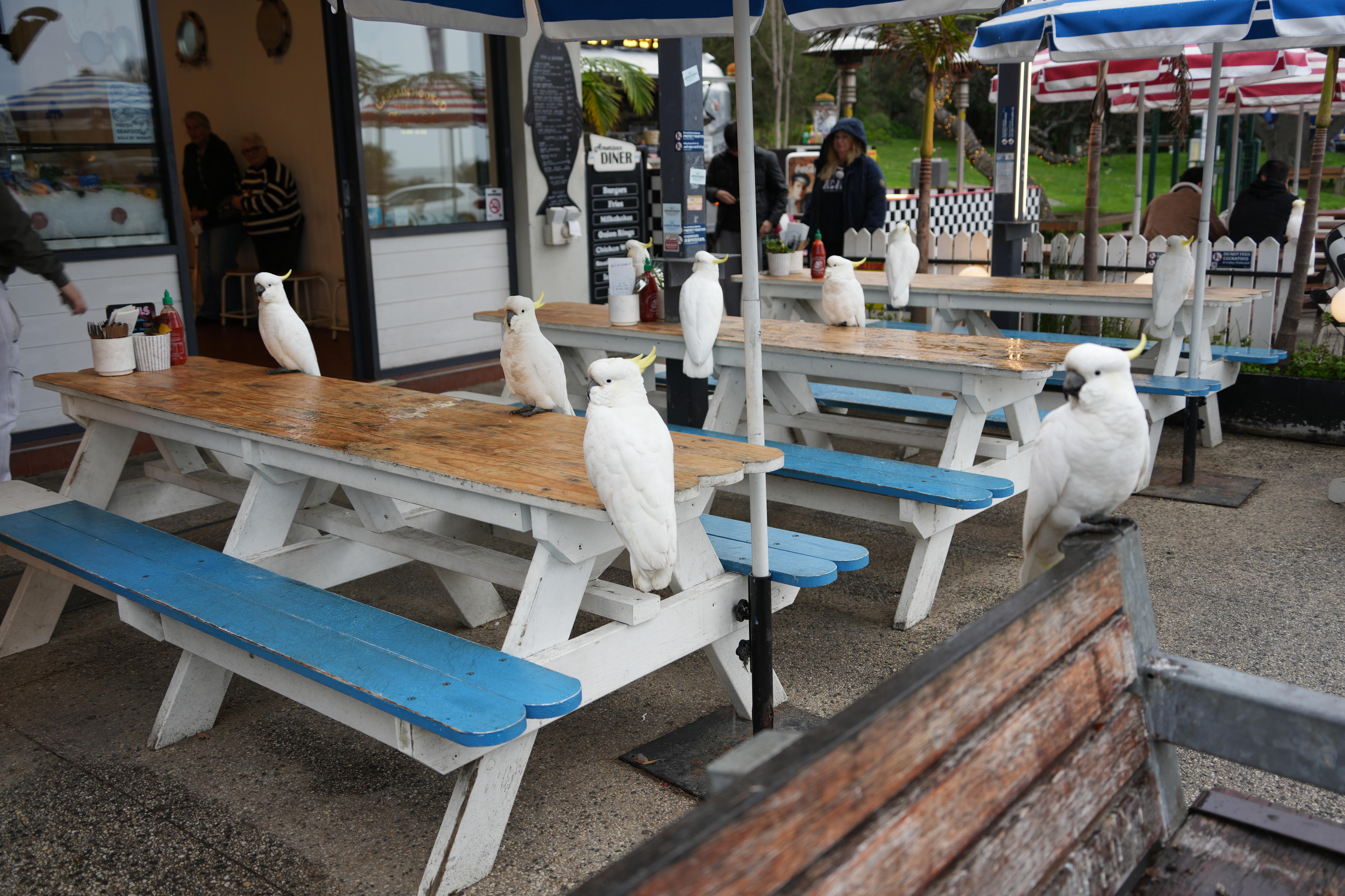 About 10 white cockatoos sit on wooden table tops and seats outside a cafe.