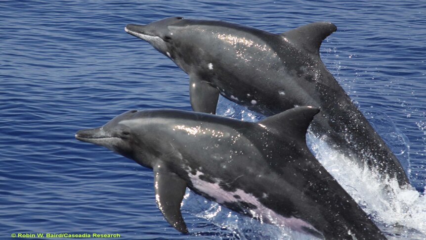 Two rough-toothed dolphins jumping out of the water