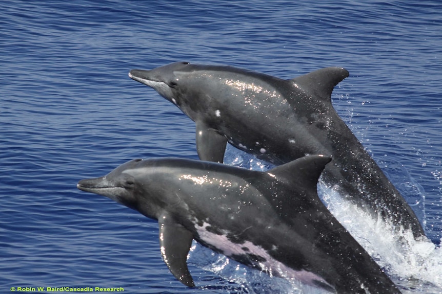 Two rough-toothed dolphins jumping out of the water