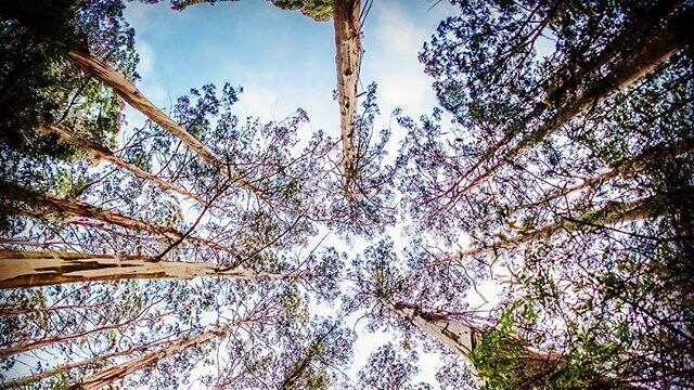 Looking up to the sky through forest trees.