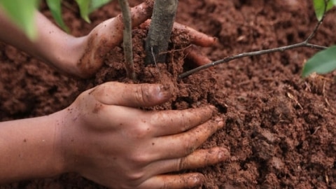 Planting a tree