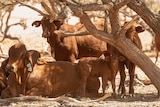 Several head of cattle shelter in the shade of a tree.