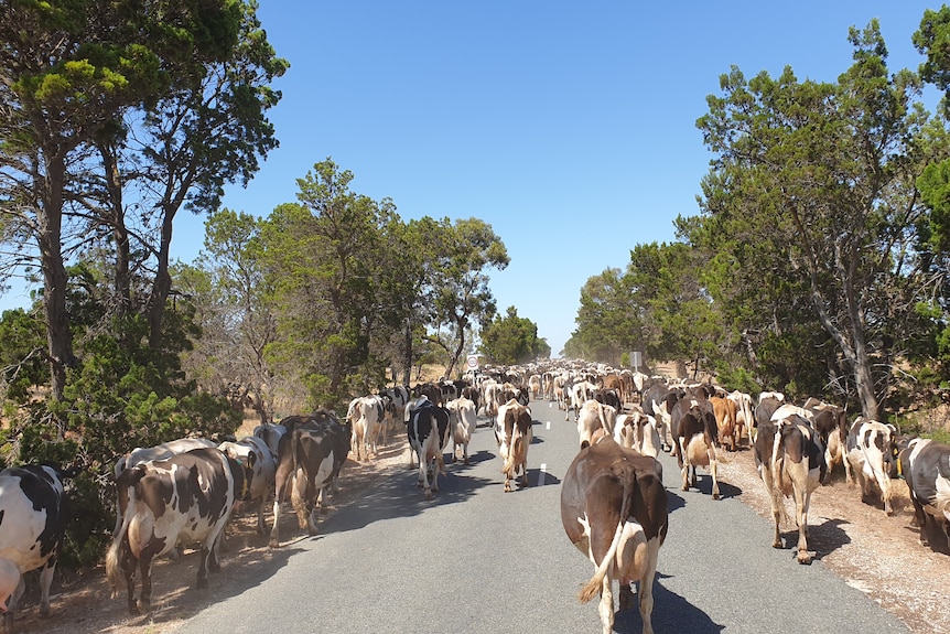 500 cows walking on the road 