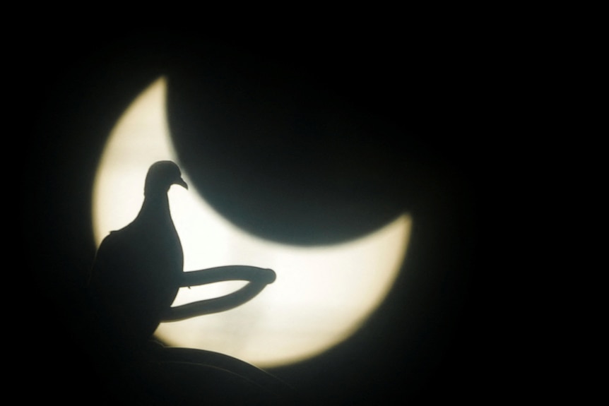 A dove is silhouetted against a partially-blocked sun