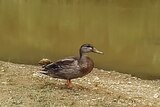 A close-up of a duck standing by itself next to some water.