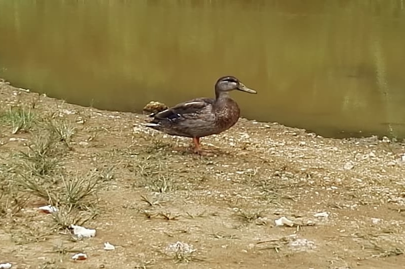 A close-up of a duck standing by itself next to some water.