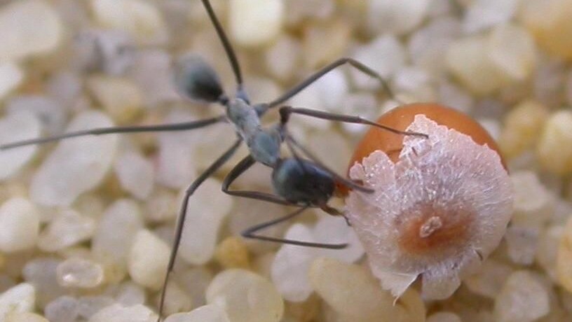Small ant carrying large seed