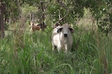 Cattle grazing green gamba grass.