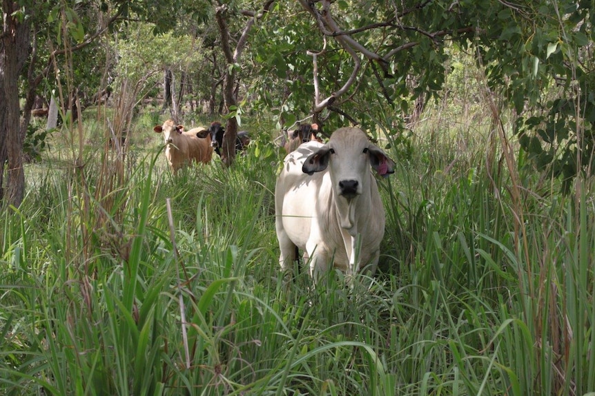 Cattle grazing green gamba grass.