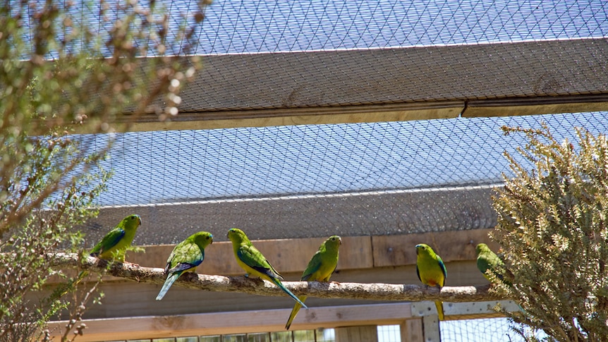 Orange bellied parrots in an aviary