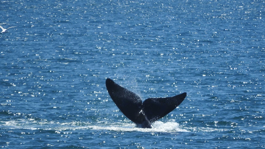 A whale tail lifted out of the blue ocean water in the middle of the frame