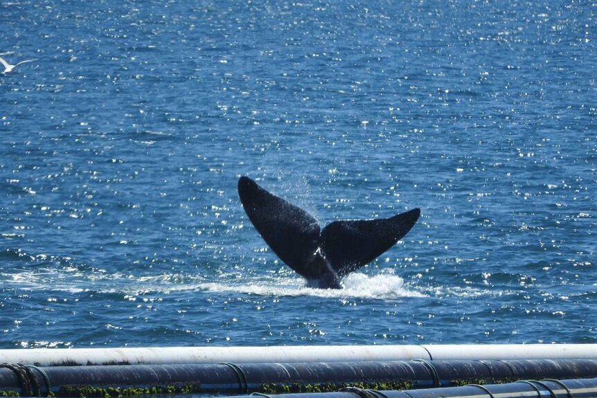 A whale tail lifted out of the blue ocean water in the middle of the frame