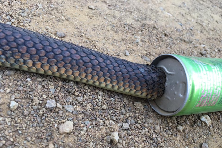 Close up of a snake with a can of energy drink stuck on its head. 