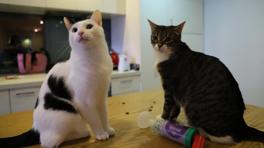 Two cats, one with and black, and one tabby, sitting on a bench looking up with a asthma puffer 