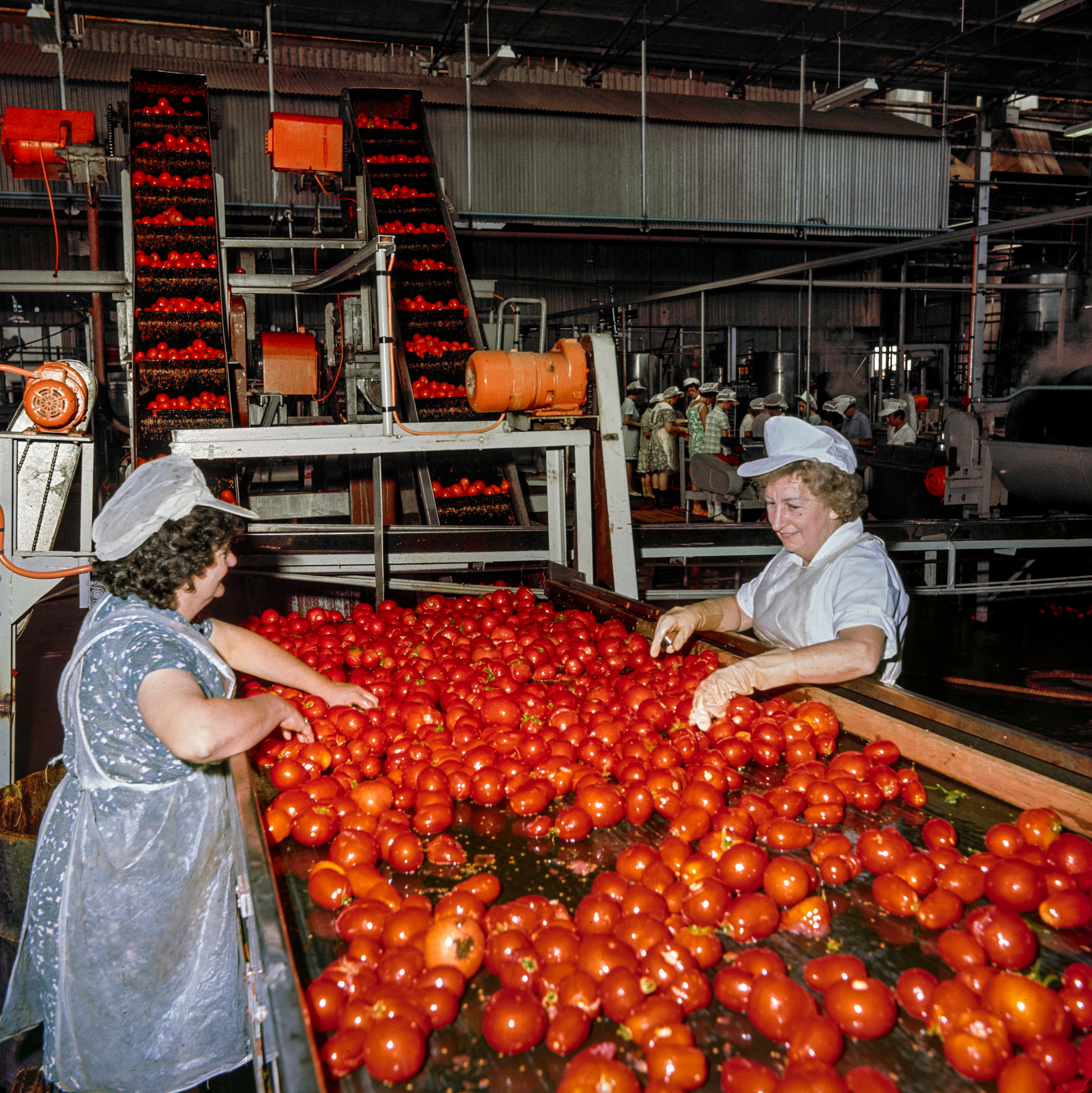 Two women handle tomatoes on a production line.