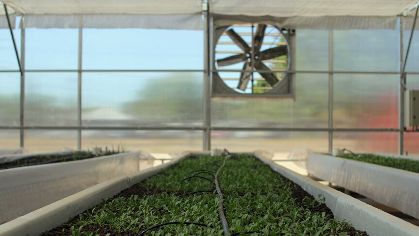green plants in trays in a greenhouse with a fan behind