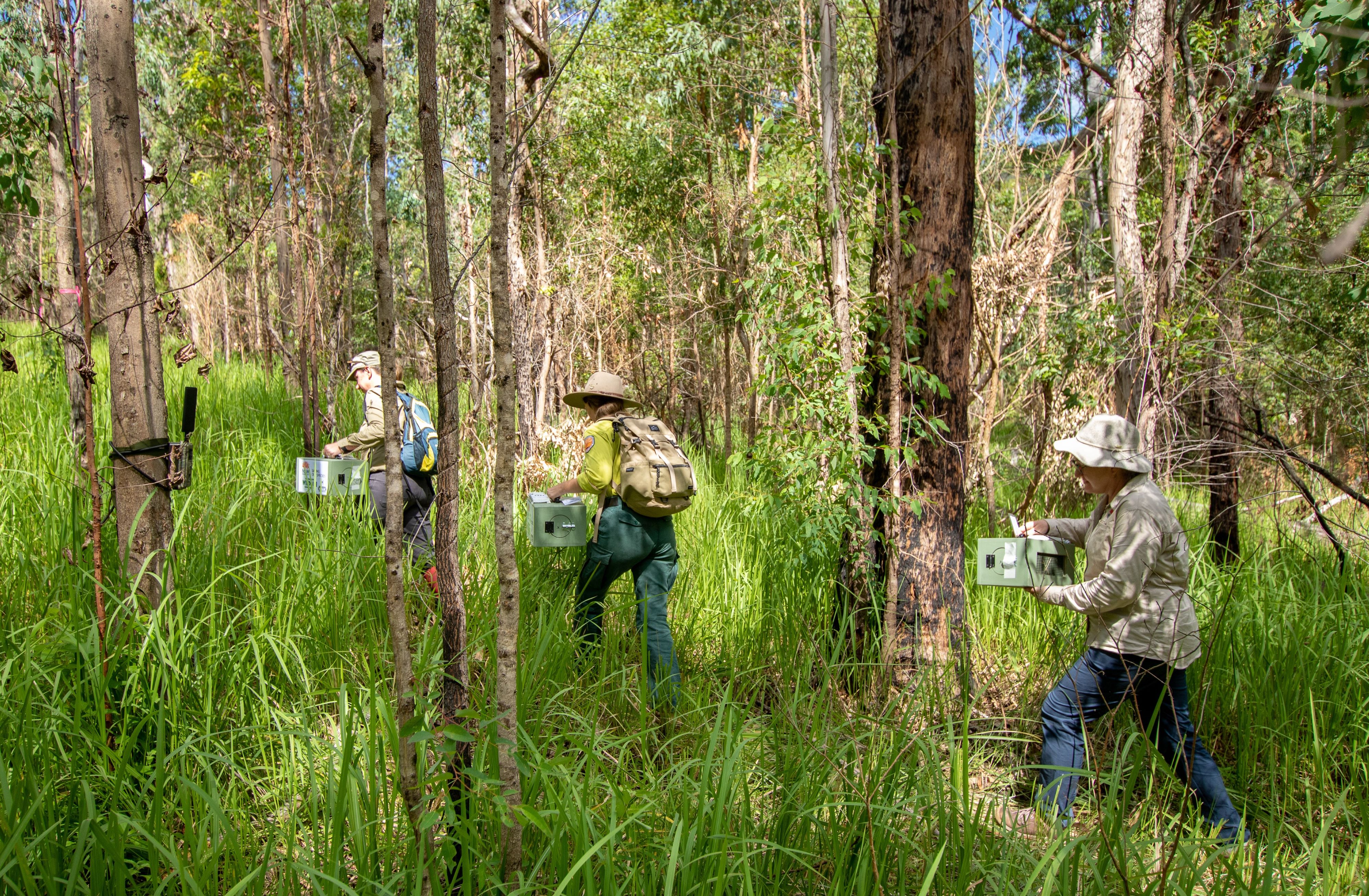 Một nhóm kiểm lâm đi bộ qua bụi rậm mang theo container chứa những con chim nhỏ.