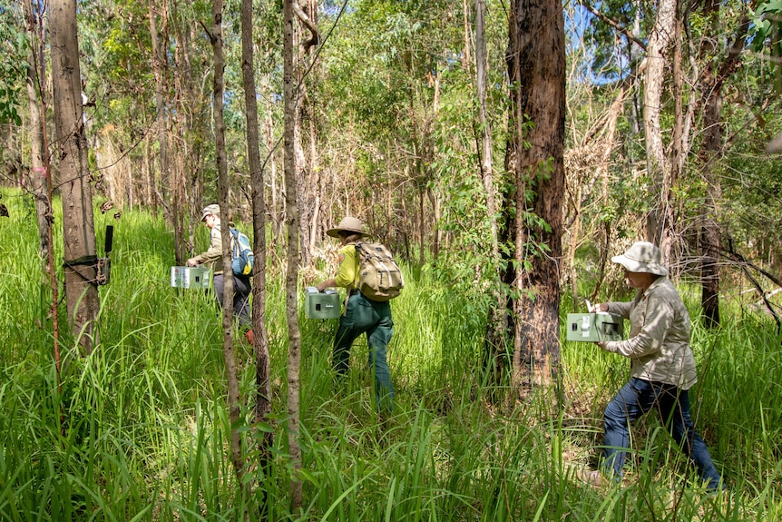 A group of rangers walk through the bush carrying containers holding small birds.