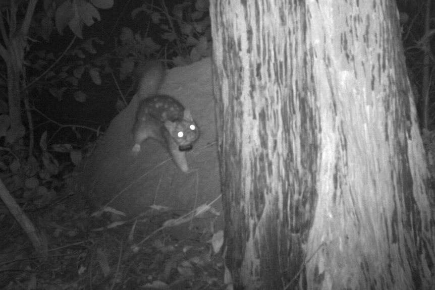 A quoll on a rock looks up with glowing eyes caught in a night vision camera