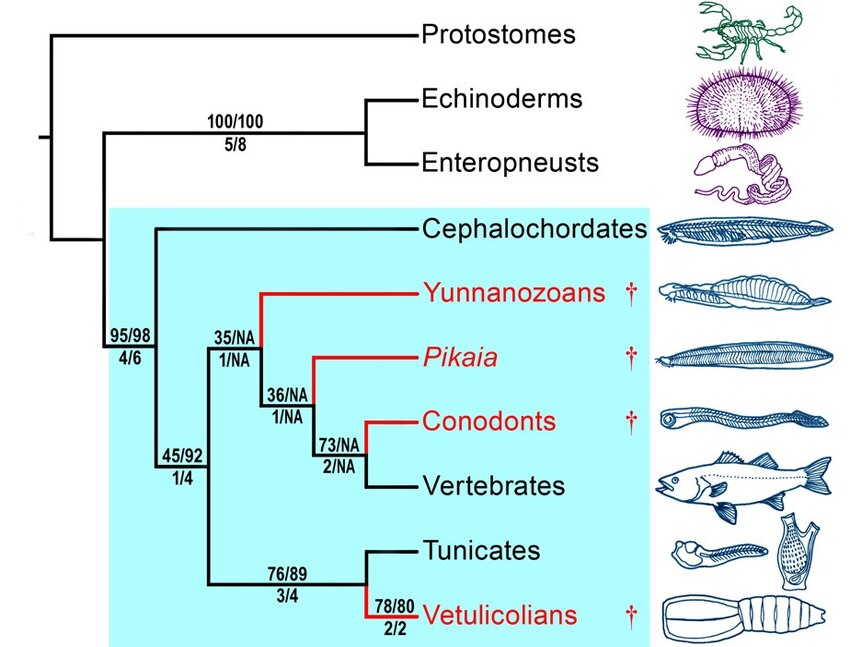 The discovery has enabled scientists to properly place vetulicolians on the tree of life.