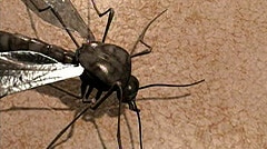 Malaria: The vaccine targets a microscopic parasite inside the gut of the mosquito (file photo).