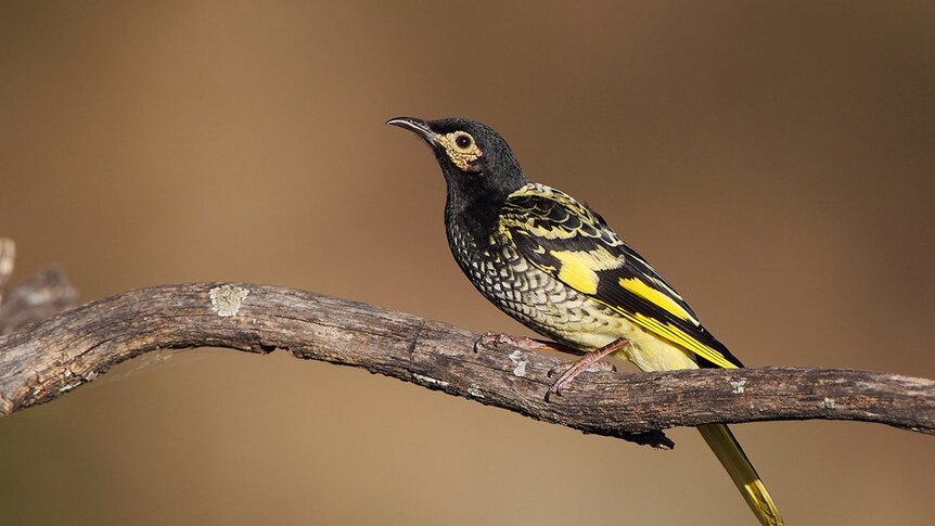 Close-up of a Regent Honeyeater sitting on a branch
