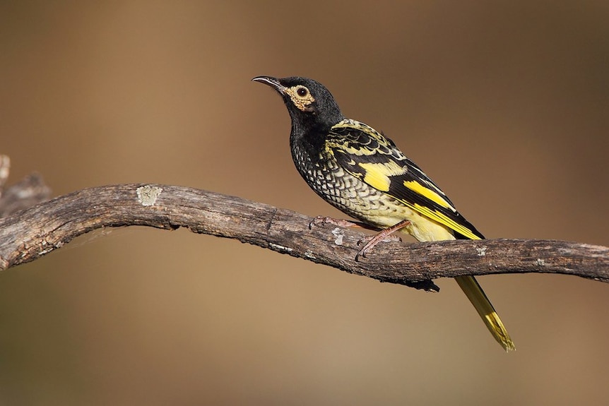 Close-up of a Regent Honeyeater sitting on a branch