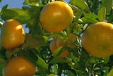 Prospects better for Riverland citrus
