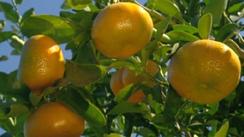 The citrus canker saga crippled parts of central Queensland.