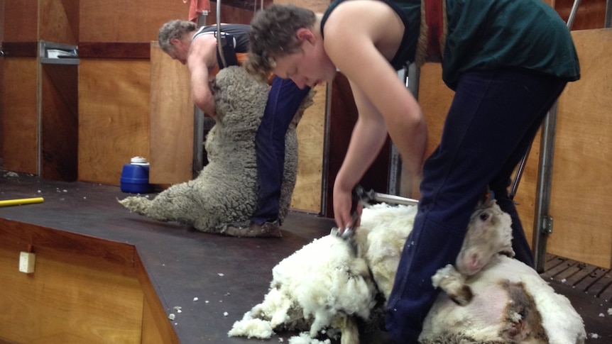 Youngster learns the art of shearing