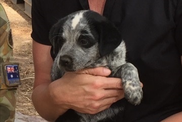 Brit was one of the many homeless dogs in Laura, before she found an adopted family in Cairns.