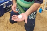 A man holding a Loggerhead Turtle Egg