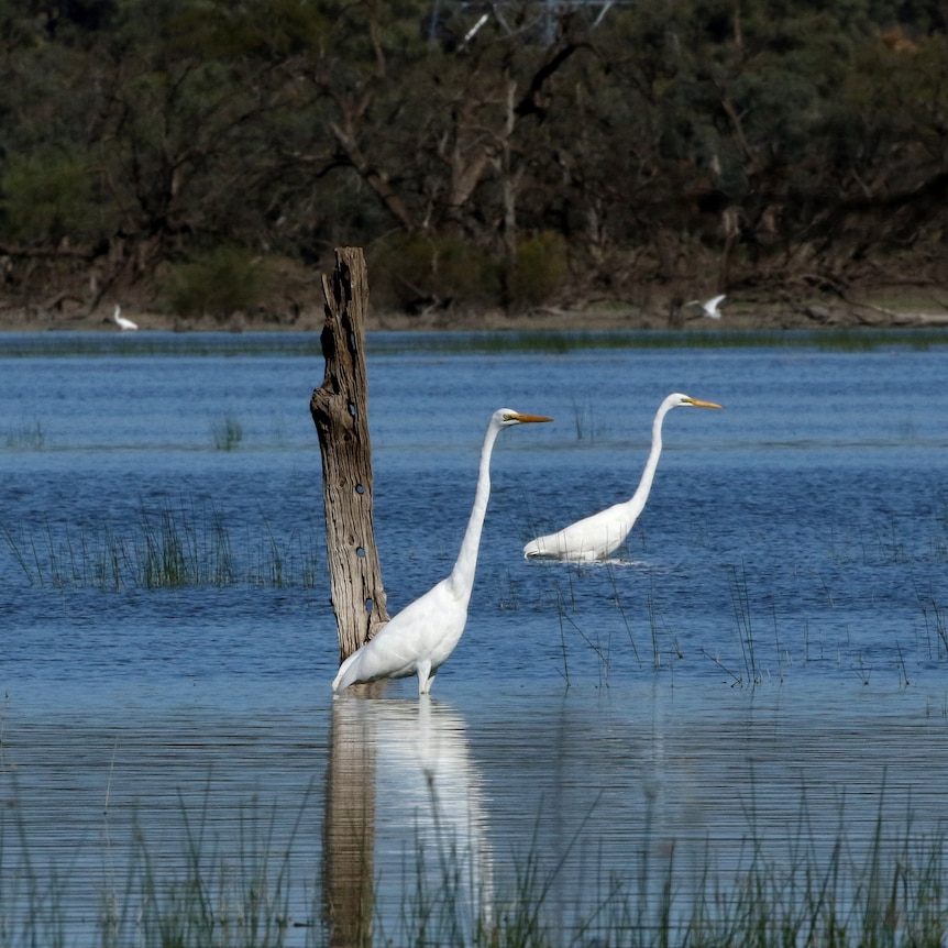 A photo of birds in a wetland area.