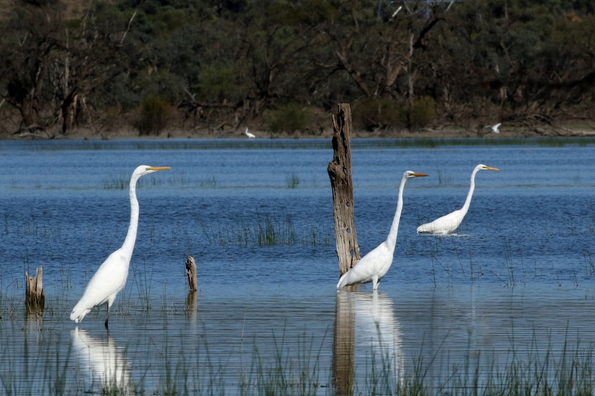 A photo of birds in a wetland area.