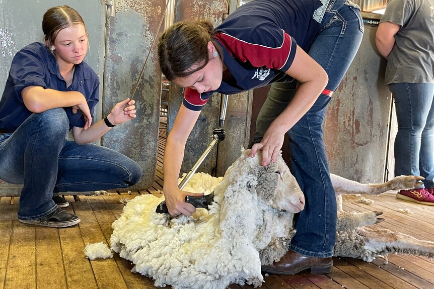 A teenage girl shears a sheep.