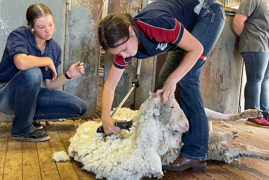 A teenage girl shears a sheep.