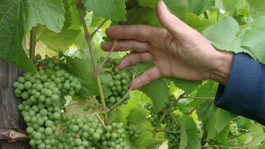 High yielding pinot noir vines from one of the slowest growing varieties in Tasmania