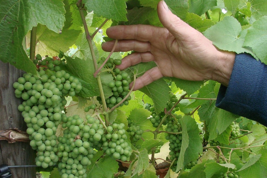 High yielding pinot noir vines from one of the slowest growing varieties in Tasmania