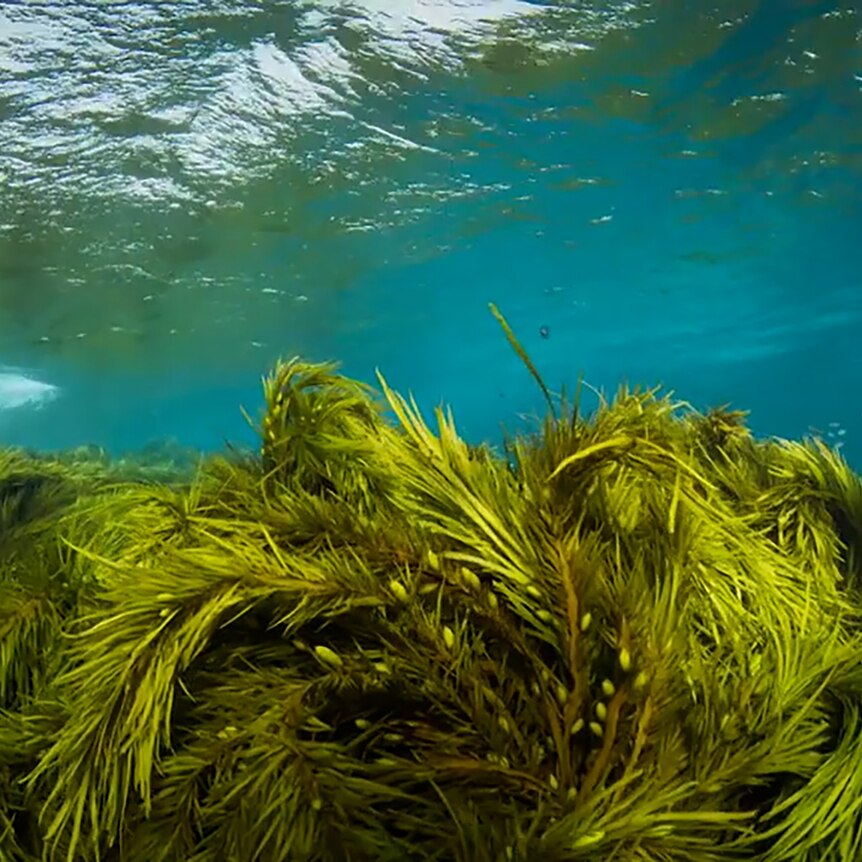 Seaweed underwater